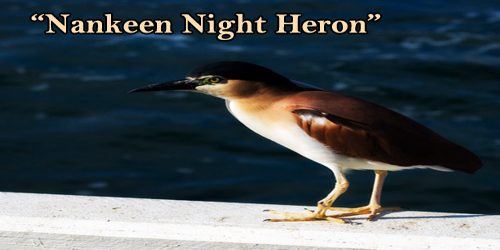 A Beautiful Bird “Nankeen Night Heron”