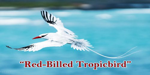 A Beautiful Bird “Red-Billed Tropicbird”