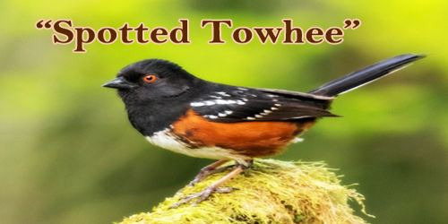 A Beautiful Bird “Spotted Towhee”