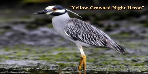 A Beautiful Bird “Yellow-Crowned Night Heron”