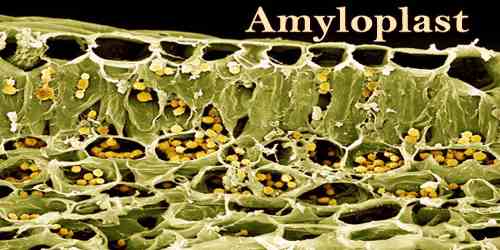 Amyloplast