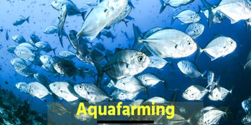 Aquafarming