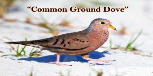 A Beautiful Bird “Common Ground Dove”