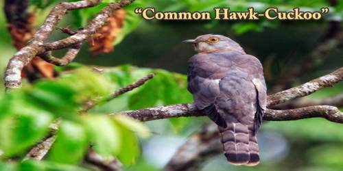 A Beautiful Bird “Common Hawk-Cuckoo”
