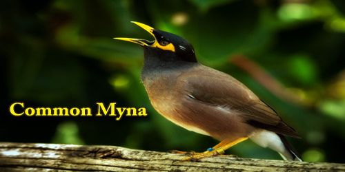 A Beautiful Bird “Common Myna”