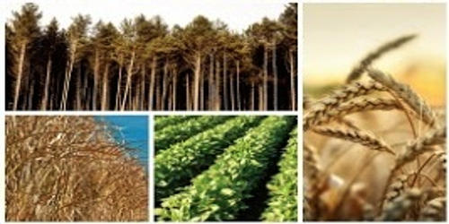 Energy Crops in Agribusiness