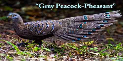 A Beautiful Bird “Grey Peacock-Pheasant”