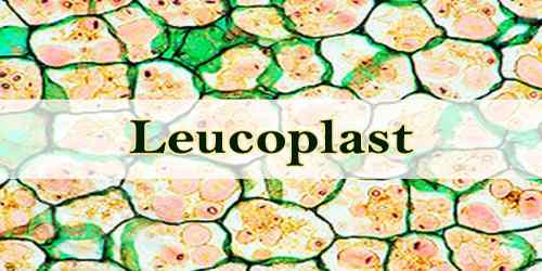 Leucoplast