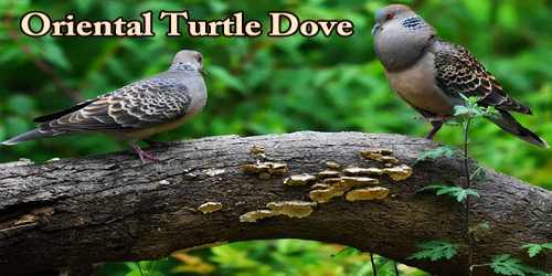 A Beautiful Bird “Oriental Turtle Dove”