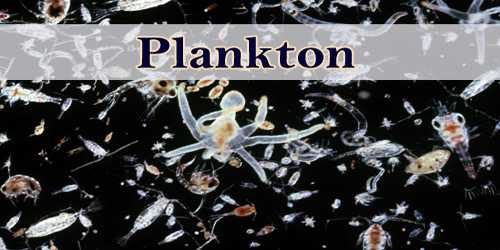 Plankton - Assignment Point