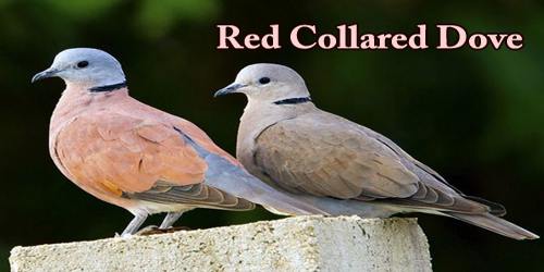 A Beautiful Bird “Red Collared Dove”