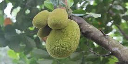 The Jackfruit – National Fruit of Bangladesh