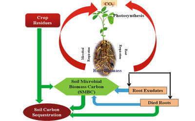 examples of carbon sequestration