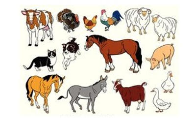 Domestic Animals - Assignment Point