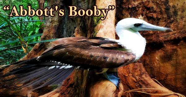 A Beautiful Bird “Abbott’s Booby”