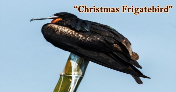 A Beautiful Bird “Christmas Frigatebird”