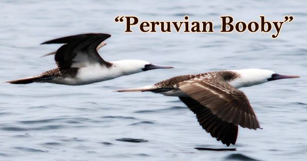 A Beautiful Bird “Peruvian Booby”