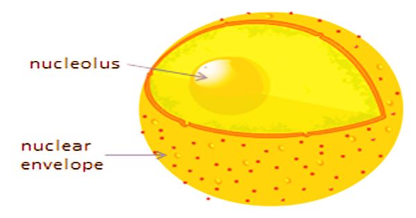 What Does Nuclear Envelope Stand For