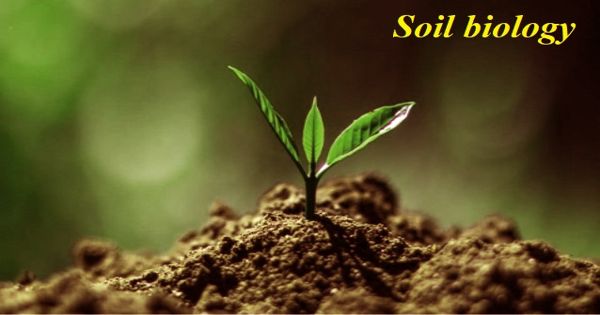 Soil Biology – a study of microbial and faunal activity