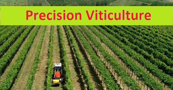 Precision Viticulture