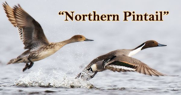 A Beautiful Bird “Northern Pintail”