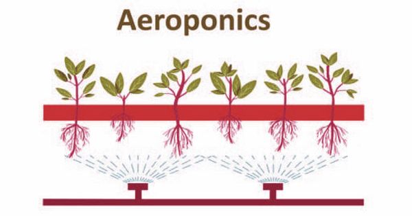 Aeroponics – process of growing plants in an air