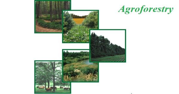 Agroforestry – an agricultural system