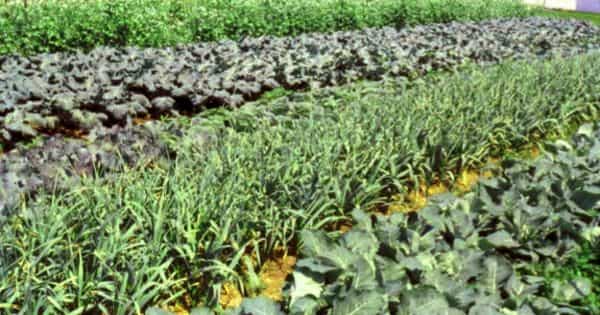 Biointensive Agriculture