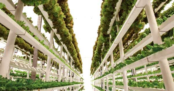 Vertical farming – practice of growing crops in vertically stacked layers