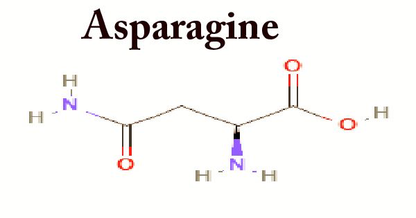 Asparagine (Structure, Function, Properties)