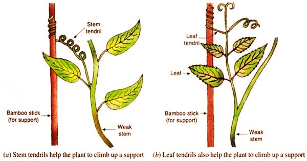 Tendril Plant Anatomy - Assignment Point
