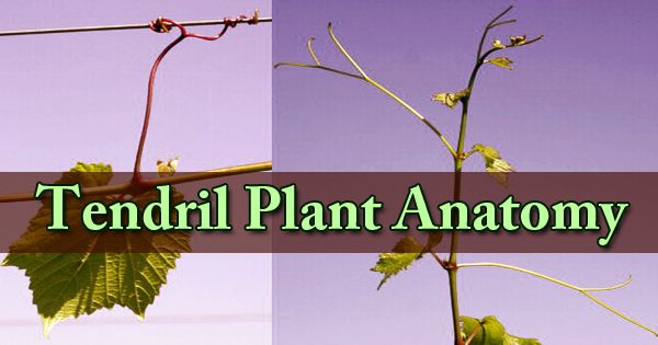 Tendril Plant Anatomy