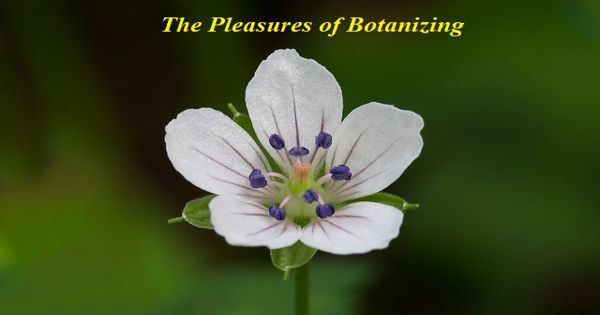 The Pleasures of Botanizing