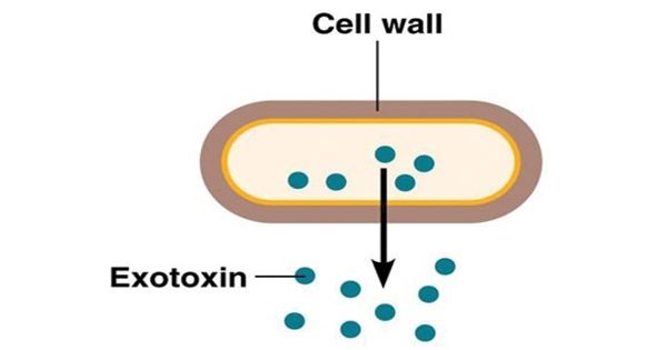 Exotoxin – a toxin secreted by bacteria