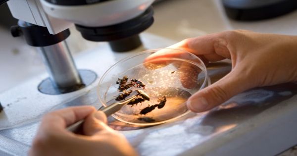Forensic Entomology – study of insect biology