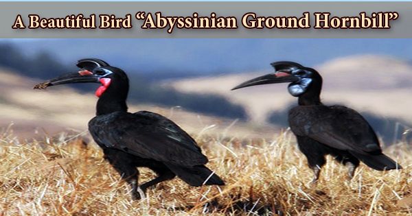 A Beautiful Bird “Abyssinian Ground Hornbill”