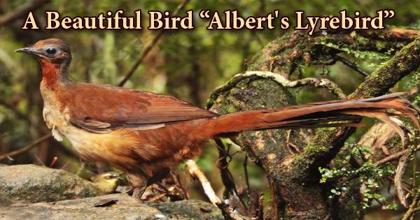A Beautiful Bird “Albert’s Lyrebird”
