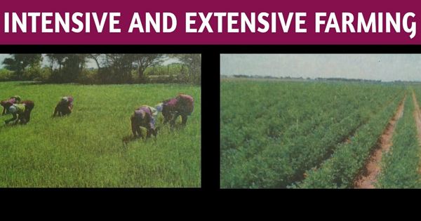 Difference between Intensive and Extensive Farming