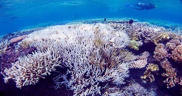 Feeding Probiotic Bacteria to Coral Reefs Could Help Protect Them from Bleaching