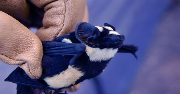 Fuzzy New Bat Species Found In Guinea’s Nimba Mountains