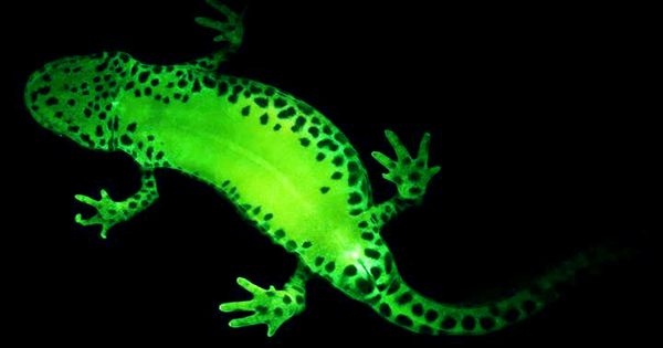 Behold the Neon Glow of the Fluorescent Web-Footed Gecko