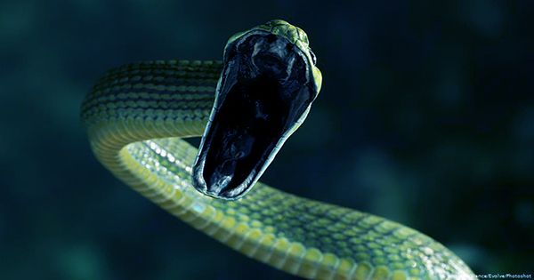 How Some Snakes Don’t Kill Themselves with Their Own Venom