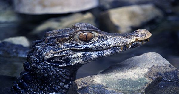 If You Want To See a Bird Swallow an Alligator Whole, Today Is Your Lucky Day