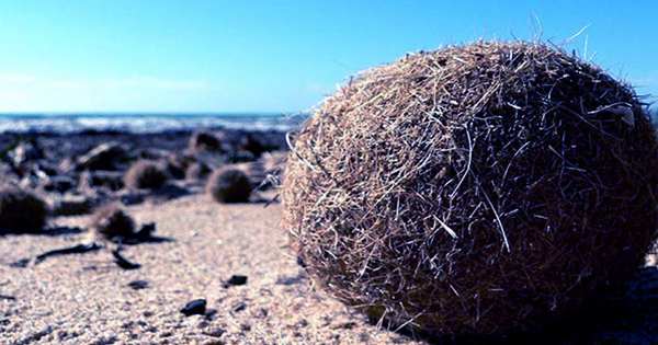 “Neptune Balls” From Underwater Meadows Help Remove Plastic from the Ocean