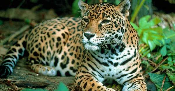 Rare Footage Shows a Jaguar Killing another Wildcat