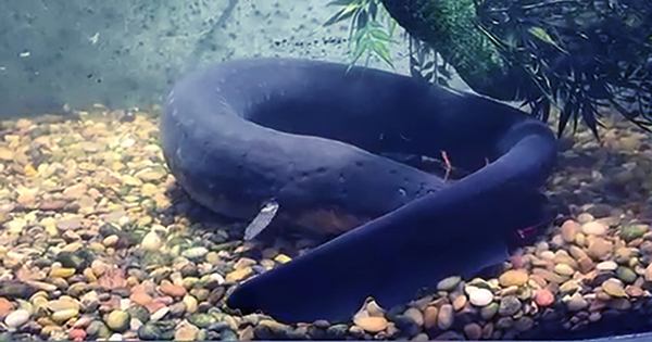 The Electric Eels Found Hunting in Groups for the First Time