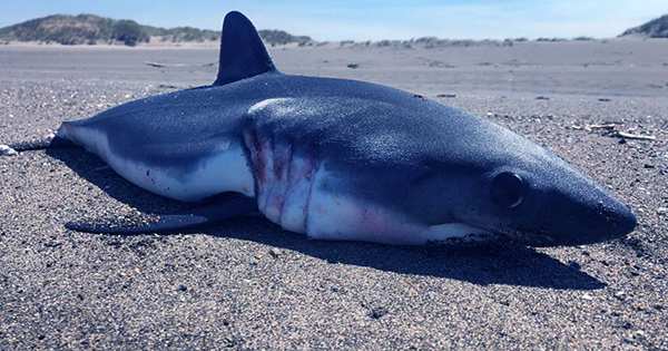 Two-Meter Dead Shark Washes Up On Central Florida Beach