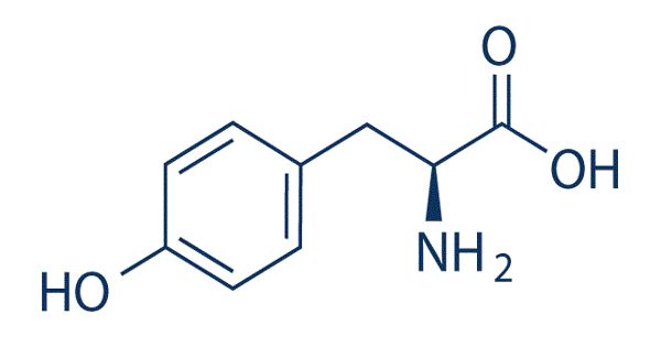 Tyrosine – a non-essential amino acid