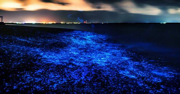 Watch These Dazzling Bioluminescent Waves Light Up the Shores of California