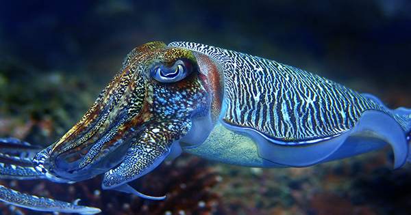 When Picking Dinner, Cuttlefish Can Make Some Complex Decisions